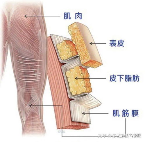 筋膜槍的工作原理及注意事項 正確使用避免損傷